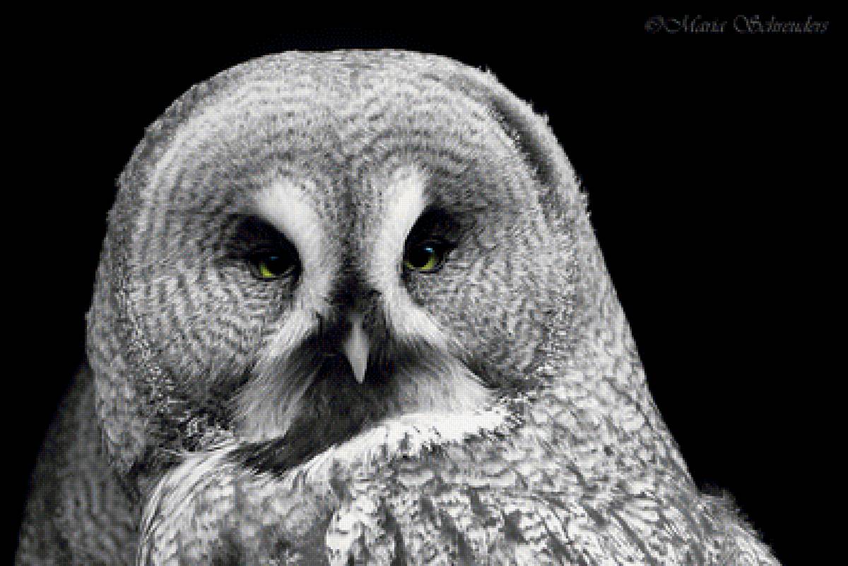 №1631620 - сова, птицы - предпросмотр