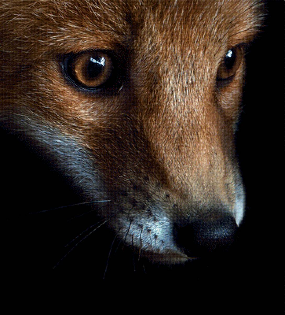 №1631699 - лиса - предпросмотр