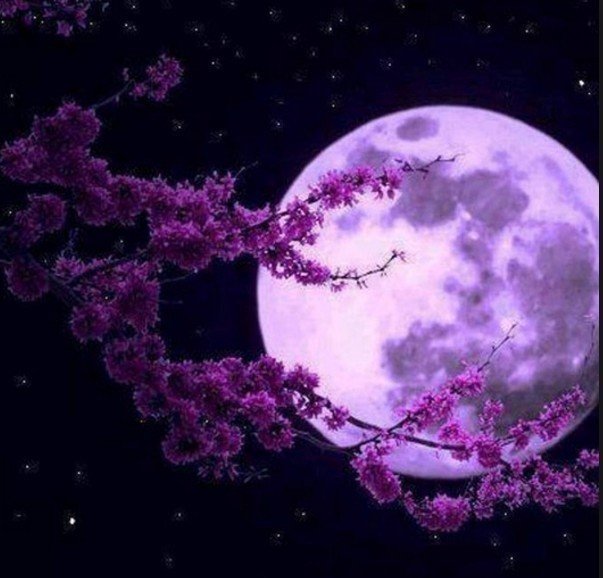Луна - сакура - оригинал