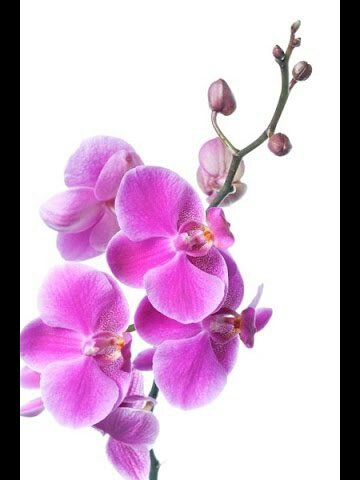 Орхидея - орхидея - оригинал