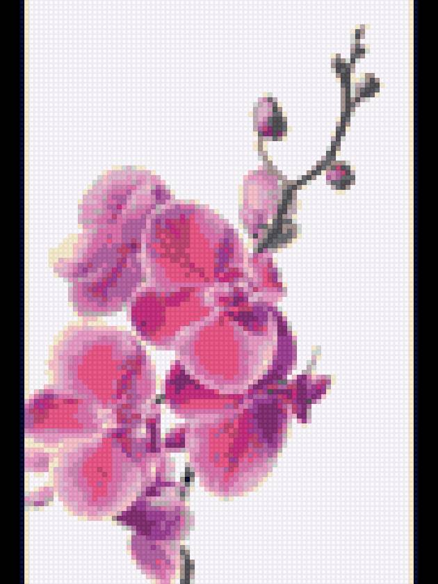 Орхидея - орхидея - предпросмотр