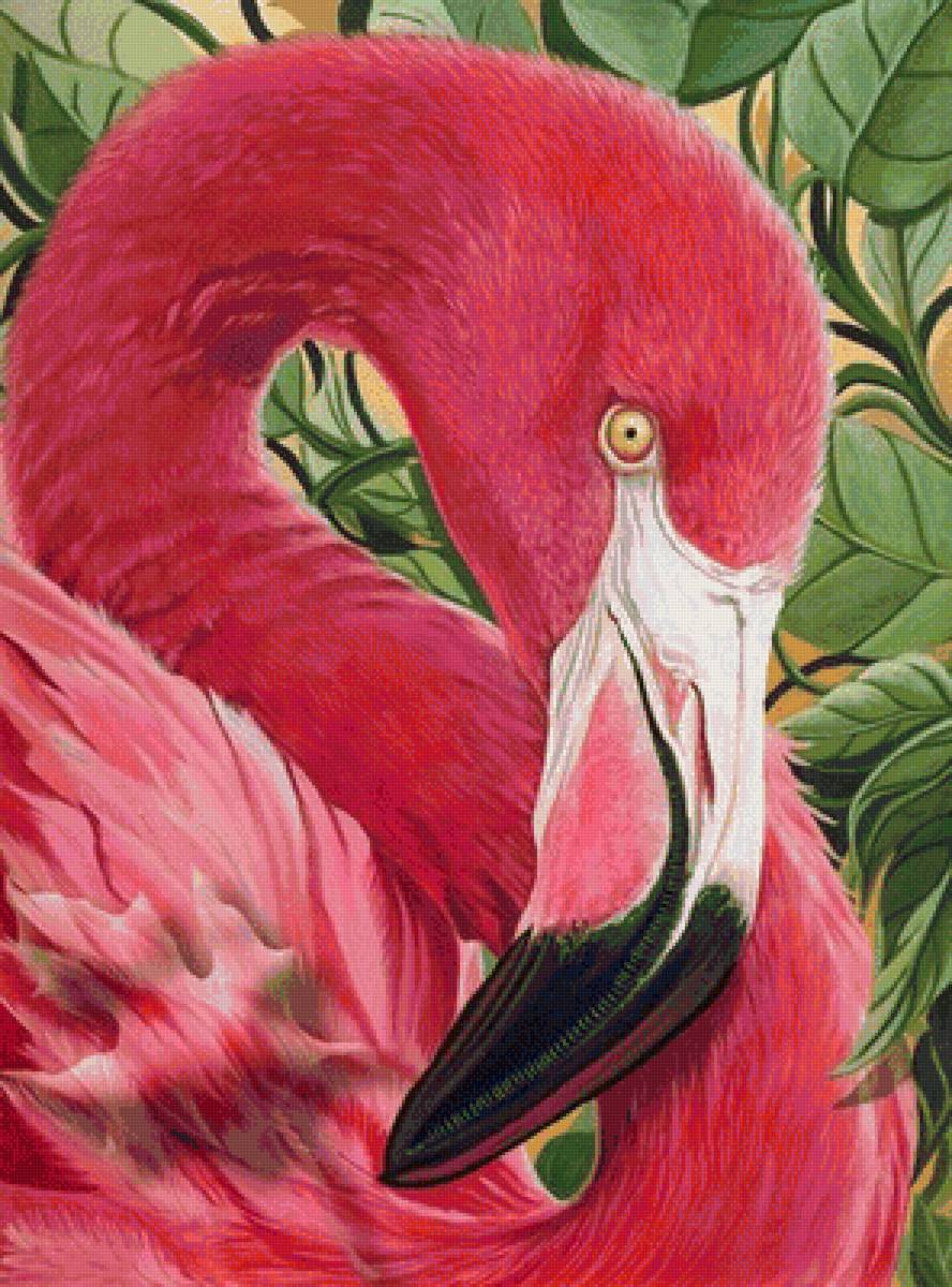 Розовый фламинго - птицы - предпросмотр