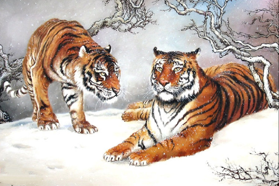тигры зимой - тигры зима животные - оригинал