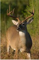 111 - 111 - оригинал