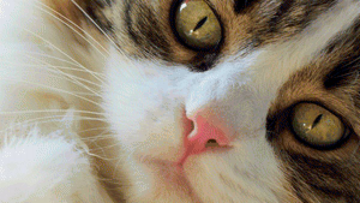 Кошка - животные, глаза, кошка - предпросмотр