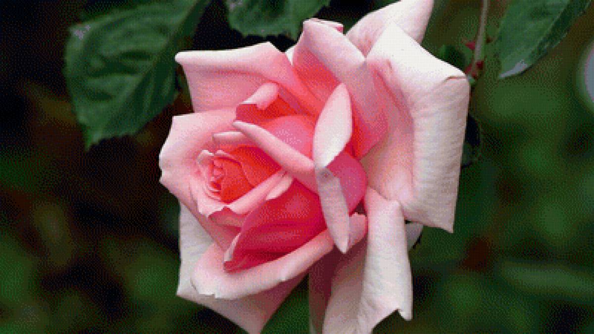 Роза - цветы, природа, роза - предпросмотр