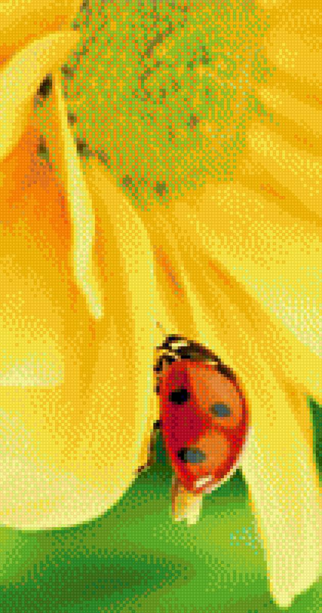 sun_bug - предпросмотр