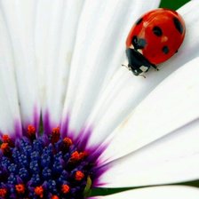 Схема вышивки «ladybug»