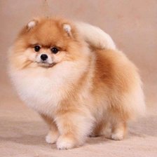 Схема вышивки «Шпицулька»