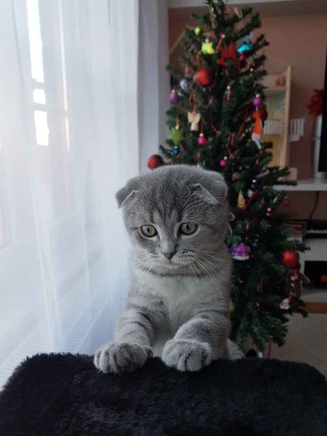 Симпатяга - любимец gucci - оригинал