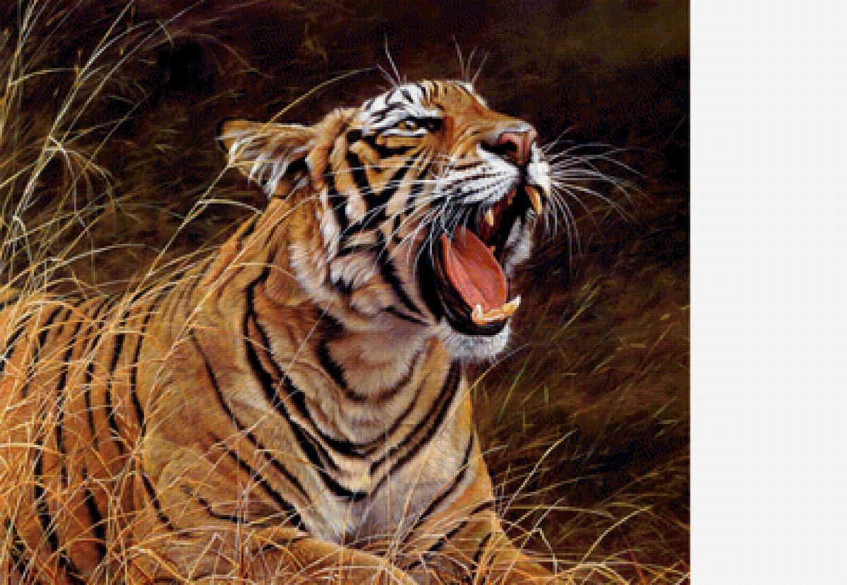 Тигр - животные - предпросмотр