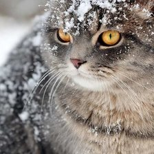 Схема вышивки «№1634250»