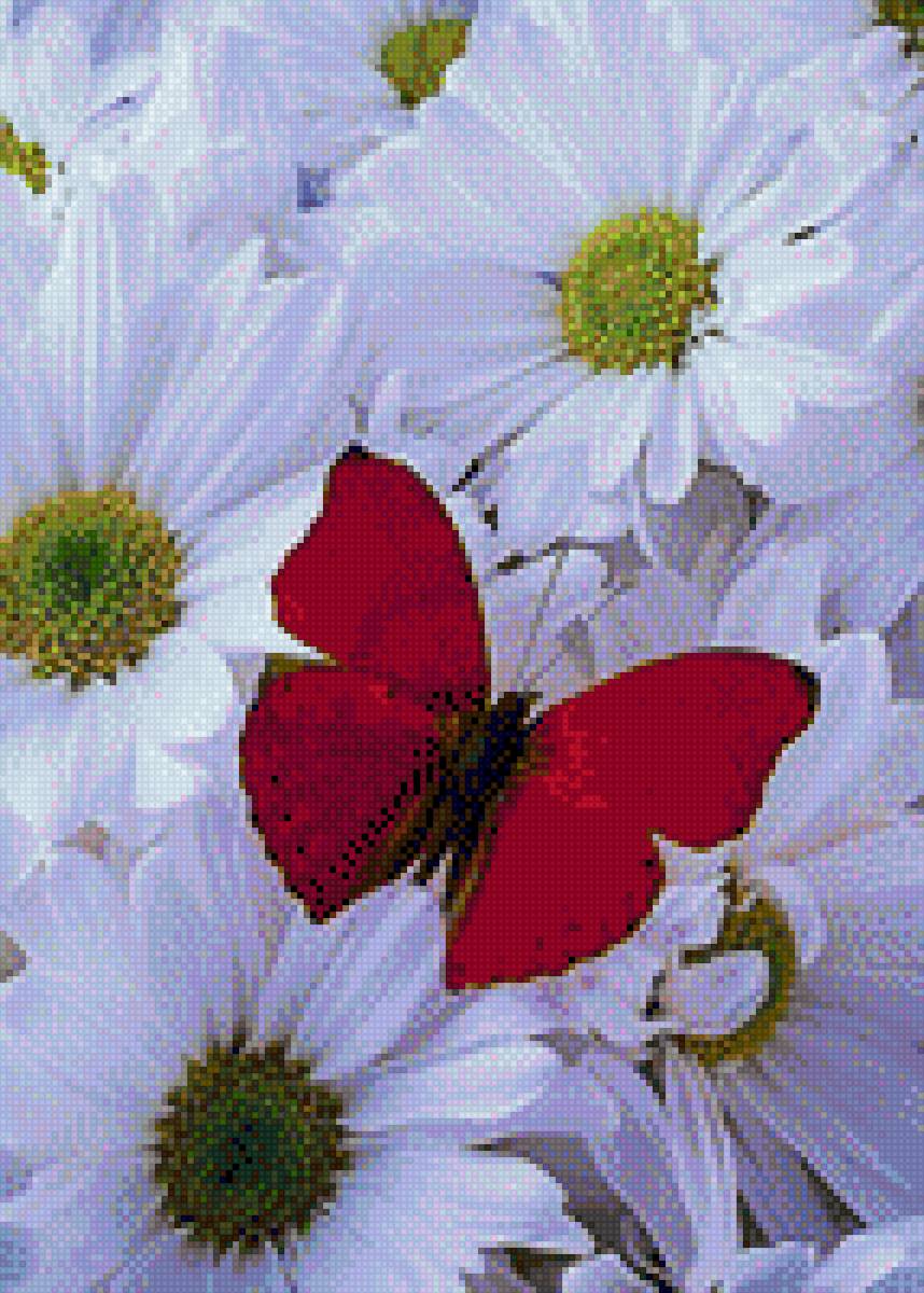 red_butterflay - предпросмотр