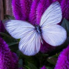 Схема вышивки «white butterflay»