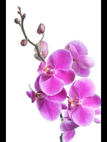Орхидея Розовая - орхидея розовая - оригинал