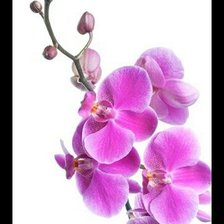 Оригинал схемы вышивки «Орхидея Розовая» (№1634810)