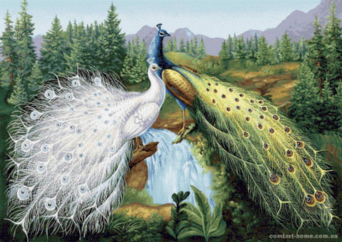 Павлины - павлины, природа, водопад - предпросмотр