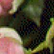 Предпросмотр схемы вышивки «розы» (№1634978)