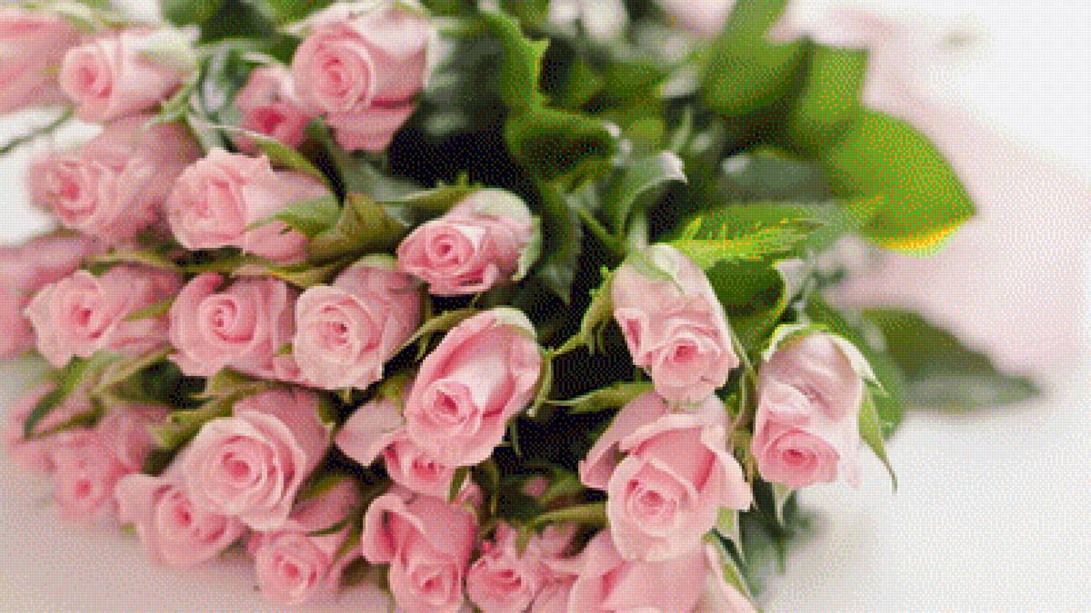 розы - розы - предпросмотр