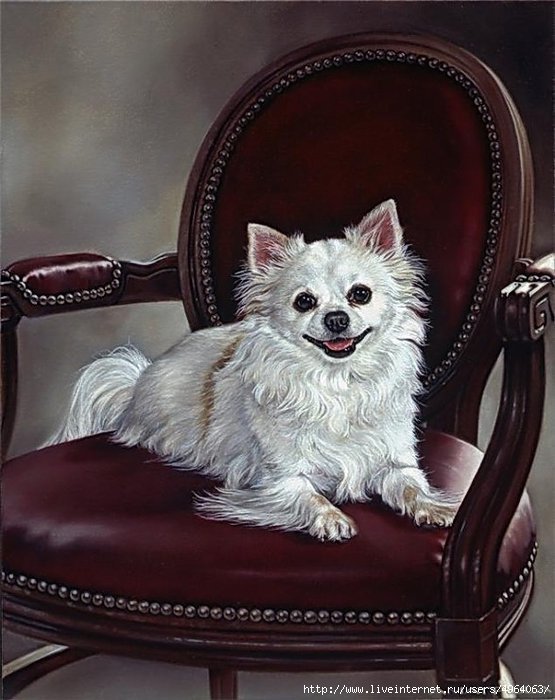 Pes - pes - оригинал