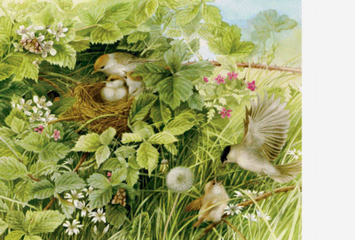 Птичья семейка - птицы - предпросмотр