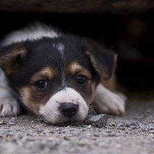 Схема вышивки «щенок»