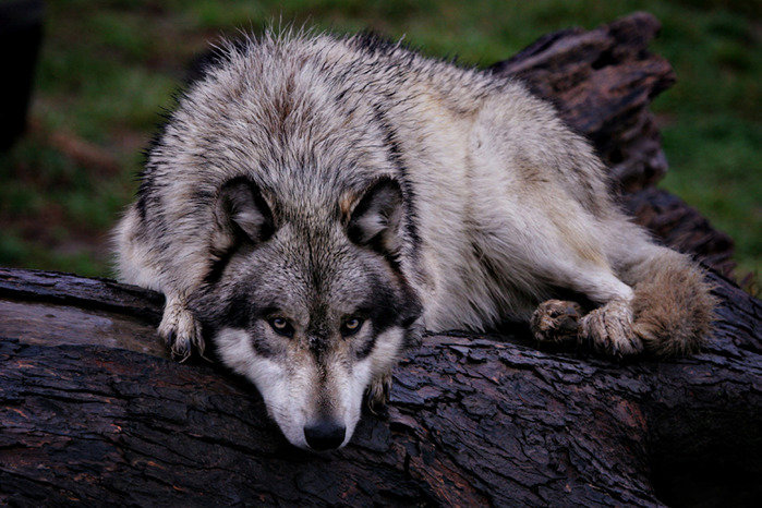 волк - волки - оригинал