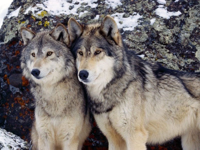 волки - волки - оригинал