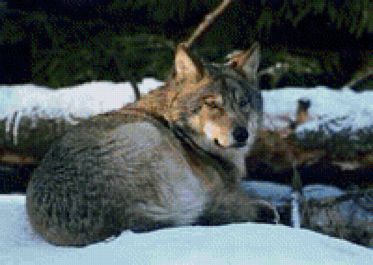 волк - волки - предпросмотр