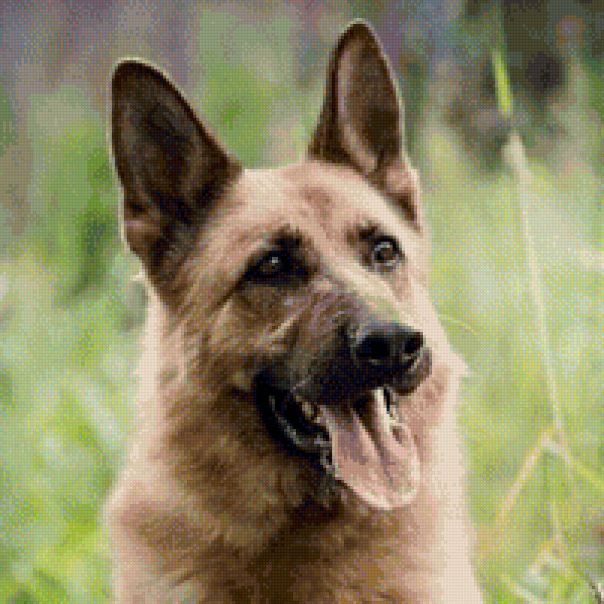 овчарка - собаки - предпросмотр