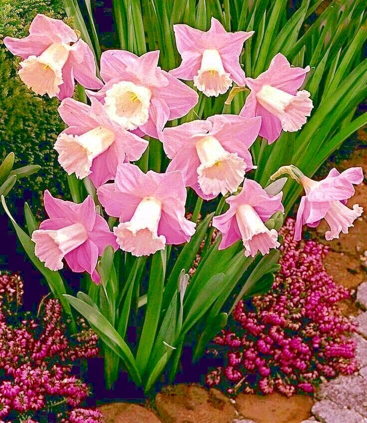 розовые нарциссы - оригинал