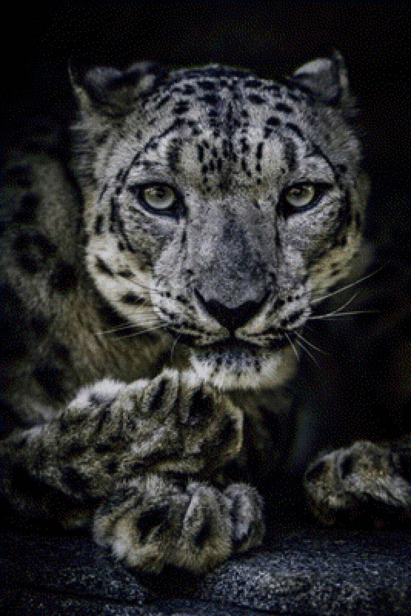 гепард - гепард, дикие животные, животные - предпросмотр