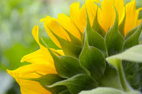 подсолнух - для кухни - оригинал