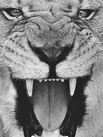 тигр 3D - оригинал