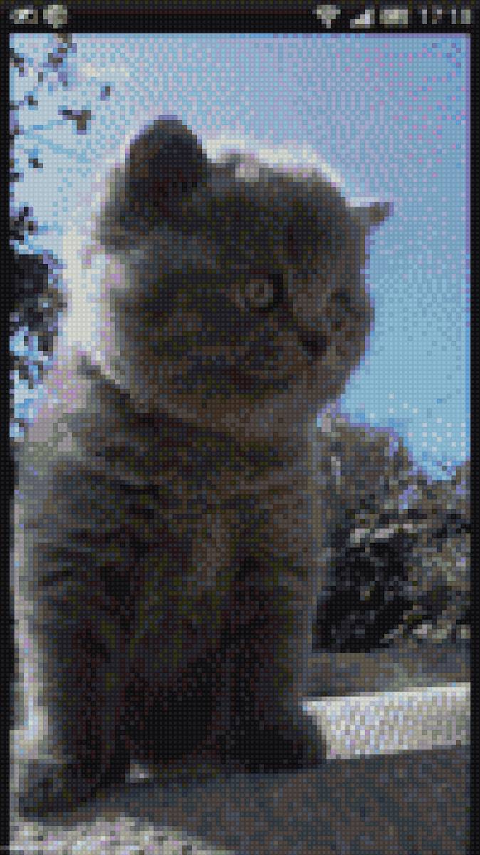 котик - тварини - предпросмотр