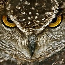 Схема вышивки «Взгляд»