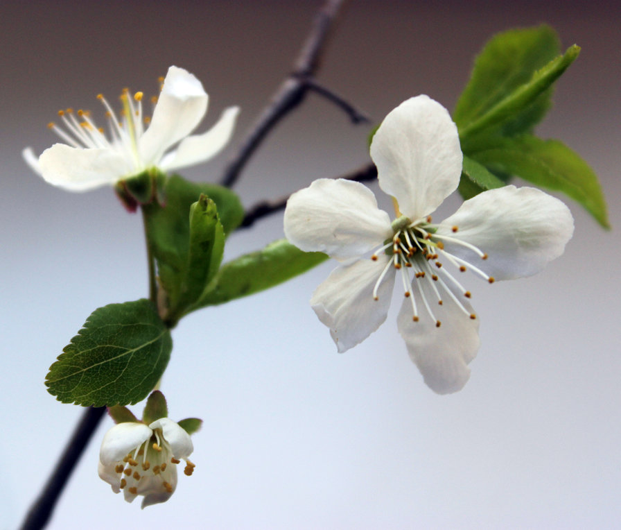 Цветы - весна, ветка, цветы, нежность - оригинал