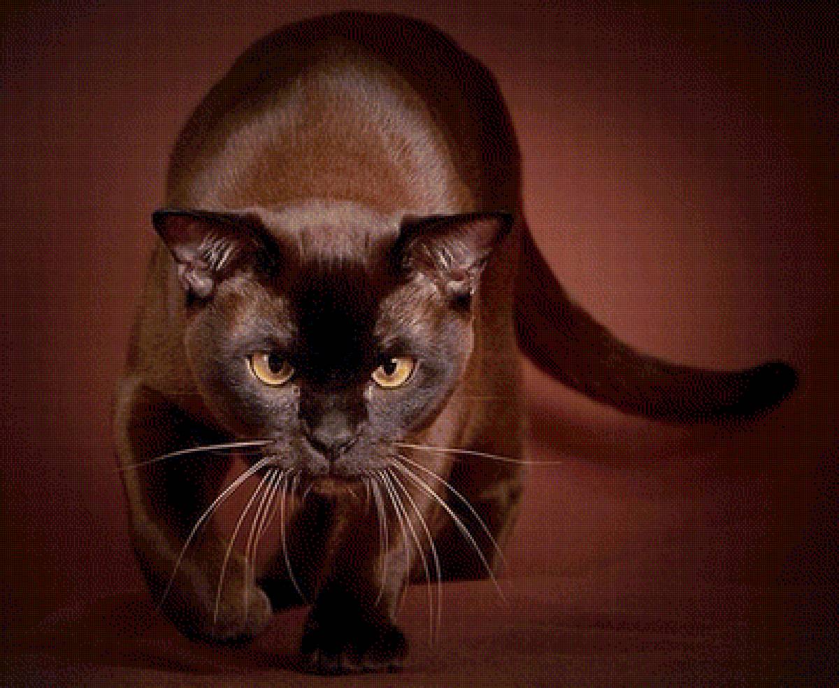 Какая Шоколадка ! - предпросмотр