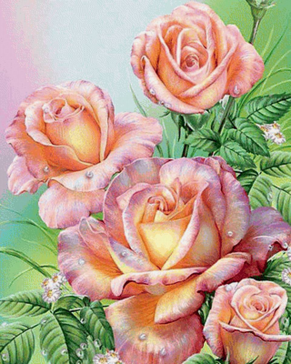 Розы - цветы - предпросмотр