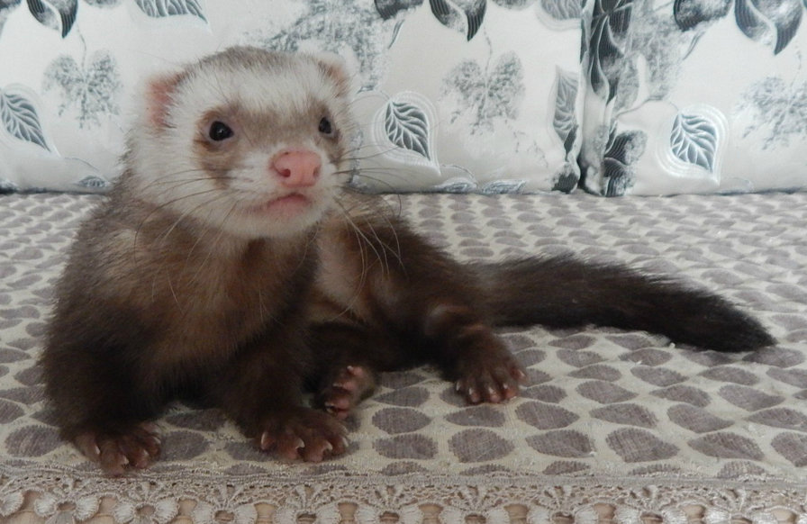 тима - оригинал