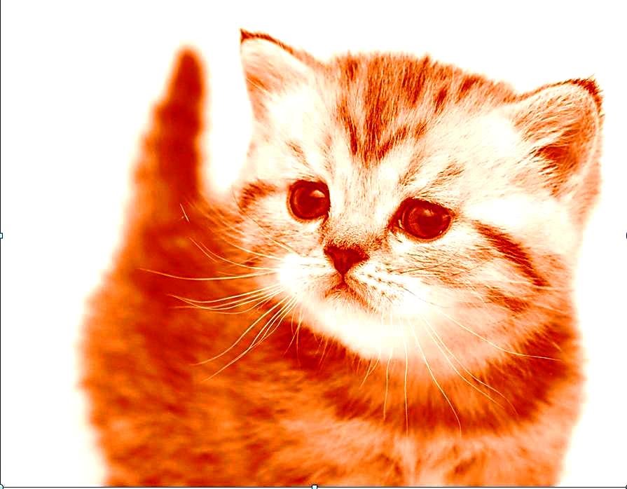 котик - оригинал