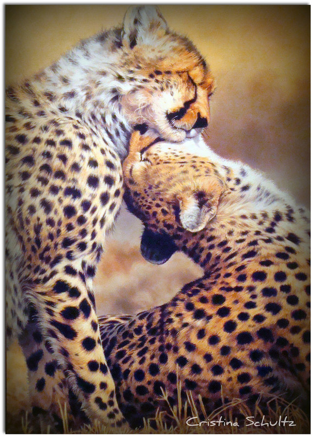 Пара гепардов 2 - африка, хищники. - оригинал