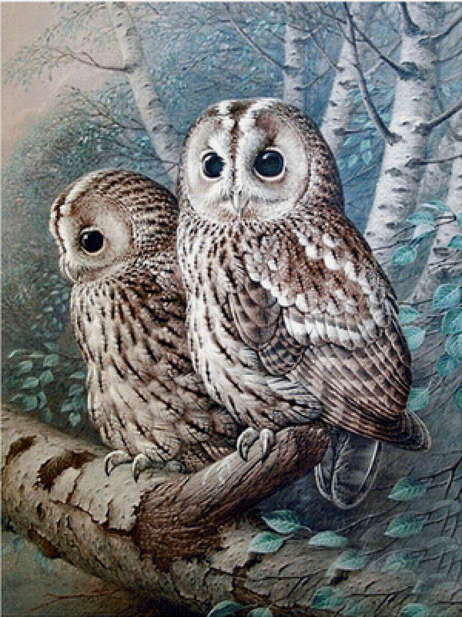 совы - природа, пейзаж, картина - предпросмотр