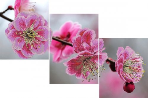 Розовая сакура - цветок, сакура - оригинал