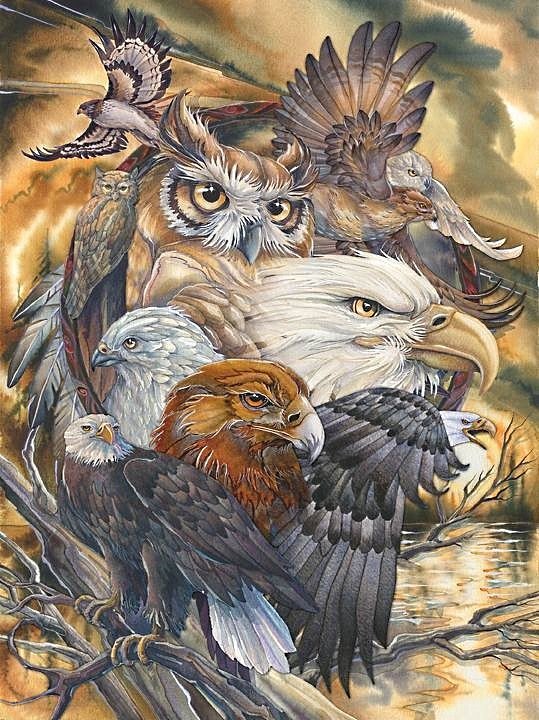 повелители неба(для shexobsova1812) - филин, ястреб, коршун, сова, птицы, орел, хищники - оригинал