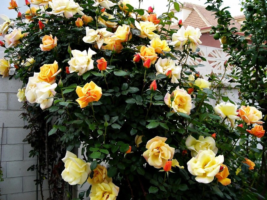Куст розы - #розы #цветы #клумба #сад - оригинал