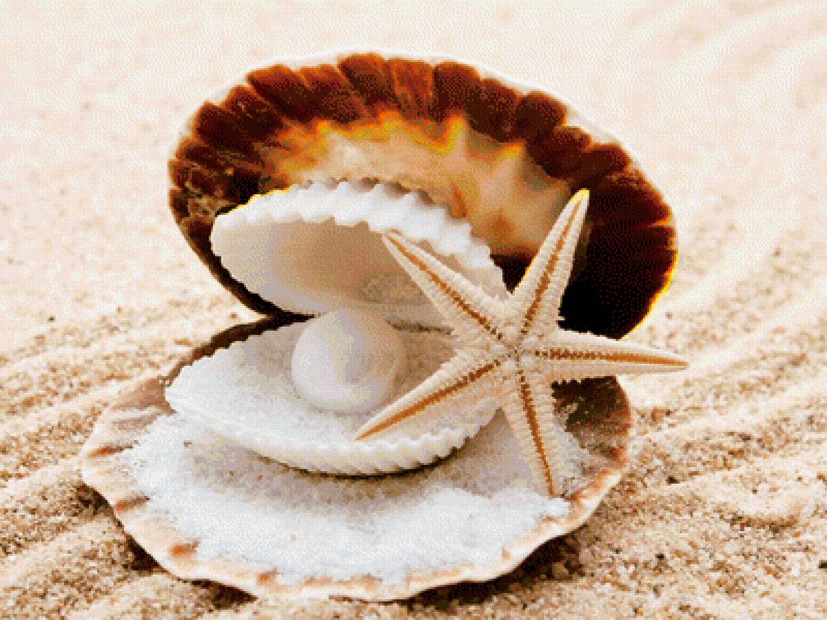 жемчуг, ракушка - ракушки, море - предпросмотр