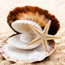 жемчуг, ракушка