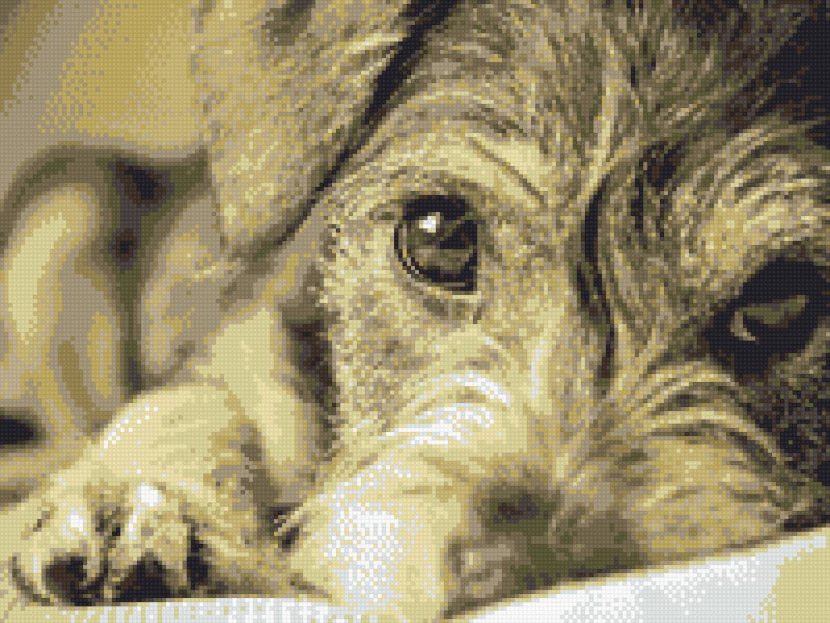 щенок - животные - предпросмотр