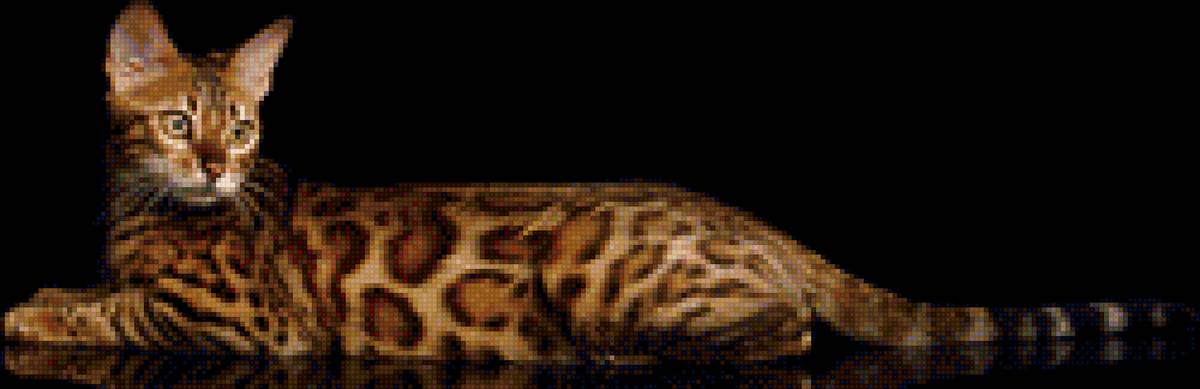 Кошка бингальская - кот, животные, кошка - предпросмотр